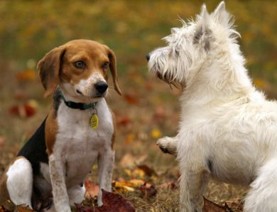 Gehst du mit deinem Hund ins Ausland? Vergiss die Impfung nicht!